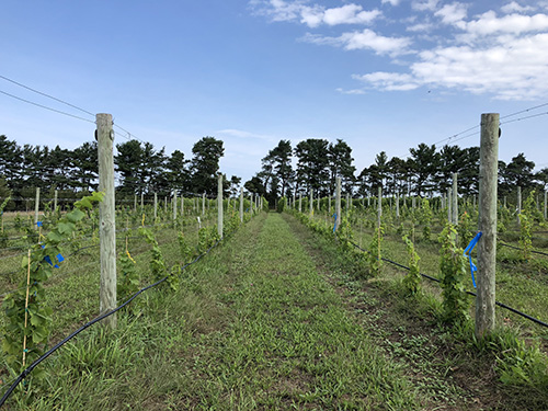 Fig 24_September 1 2018 (post-planting)